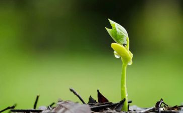 找种子教案精选8篇