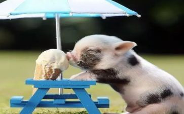 猪饲料销售个人总结5篇