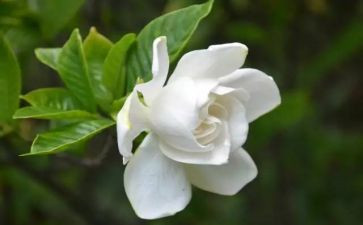 养栀子花作文8篇