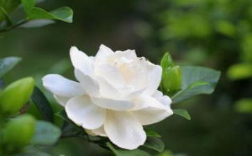 养栀子花作文推荐7篇
