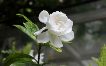 养栀子花作文模板6篇